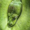 green tree python eye